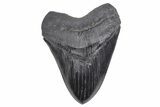 Serrated, Fossil Megalodon Tooth - Massive River Meg #247867-1